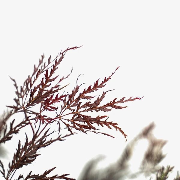 Crimson Queen Japanese Maple 2 Crimson Queen Japanese Maple - Image 2