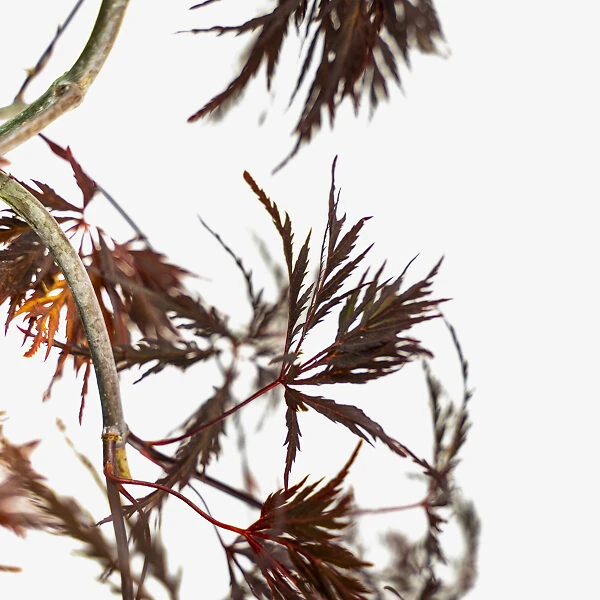 Crimson Queen Japanese Maple 4 Crimson Queen Japanese Maple - Image 4