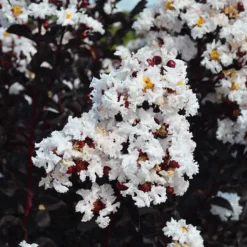 Crystalline™ Black Diamond® Crape Myrtle -The Tree Center Store Crystalline Black Diamond Crape Myrtle 2 copy 600x600 1