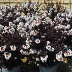 Crystalline™ Black Diamond® Crape Myrtle -The Tree Center Store Crystalline Black Diamond Crape Myrtle 4 copy 600x600 1