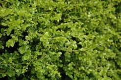 Curly Locks Boxwood -The Tree Center Store Curly Locks Boxwood 1 600x399 1