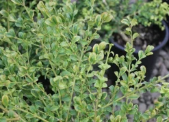 Curly Locks Boxwood -The Tree Center Store Curly Locks Boxwood 4 jpg webp