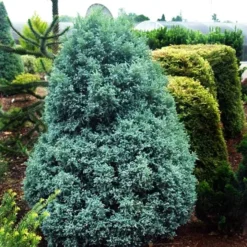Curly Tops Sawara Cypress -The Tree Center Store Curly Top Sawara Cypress 1 copy jpg webp