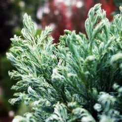 Curly Tops Sawara Cypress -The Tree Center Store Curly Top Sawara Cypress 2 copy jpg webp