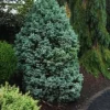 Curly Tops Sawara Cypress