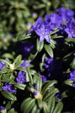 Blue Baron Rhododendron -The Tree Center Store DSC01595 Edit 600x900 1