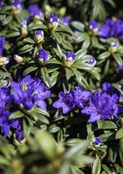 Blue Baron Rhododendron -The Tree Center Store DSC01599 Edit copy 600x846 1