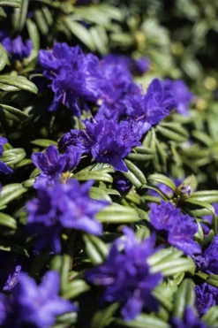 Blue Baron Rhododendron -The Tree Center Store DSC01634 Edit 600x900 1