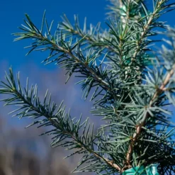 Electra Blue Deodar Cedar -The Tree Center Store DSCF7839 jpg webp e1695325157804 600x600 1