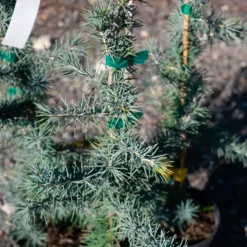 Electra Blue Deodar Cedar