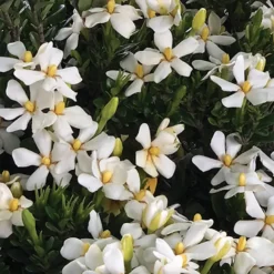 Daisy Duke™ Gardenia -The Tree Center Store Daisy Duke Gardenia 2 copy 600x600 1