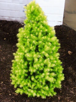 Daisy's White Alberta Spruce -The Tree Center Store Daisys White Alberta Spruce 2 copy 600x800 1