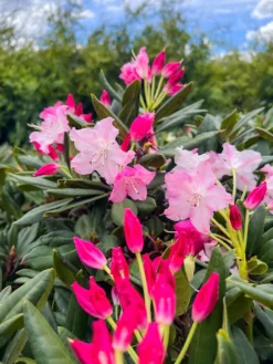 Dandy Man Color Wheel® Rhododendron -The Tree Center Store DandyManColorWheelRhododendron 600x800 1