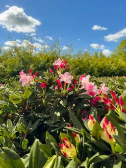 Dandy Man Color Wheel® Rhododendron -The Tree Center Store DandyManColorWheelRhododendron4 600x800 1