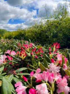 Dandy Man Color Wheel® Rhododendron