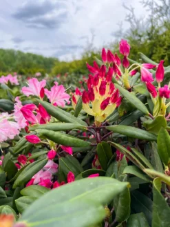 Dandy Man Color Wheel® Rhododendron -The Tree Center Store DandyManColorWheelRhododendron6 600x800 1