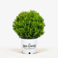 Danica Globe Thuja Arborvitae 9 Danica Globe Thuja Arborvitae -The Tree Center Store Danica Globe Arborbitae 600x600 1