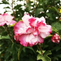 Danica™ Hardy Hibiscus 7 Danica™ Hardy Hibiscus -The Tree Center Store Danica Rose Rose of Sharon 1 copy jpg webp