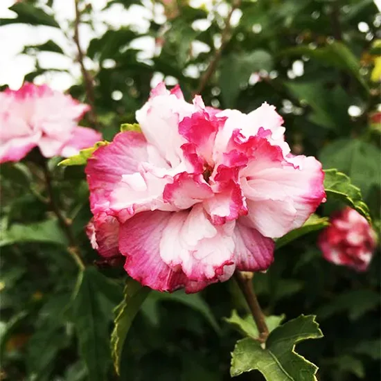 Danica™ Hardy Hibiscus 4 Danica™ Hardy Hibiscus - Image 4