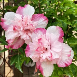 Danica™ Hardy Hibiscus 6 Danica™ Hardy Hibiscus -The Tree Center Store Danica Rose Rose of Sharon 2 copy 600x600 1