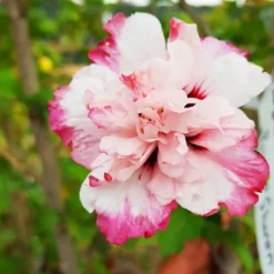 Danica⢠Hardy Hibiscus