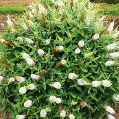Dapper® White Butterfly Bush -The Tree Center Store Dapper White Butterfly Bush 1 copy jpg