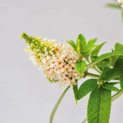Dapper® White Butterfly Bush