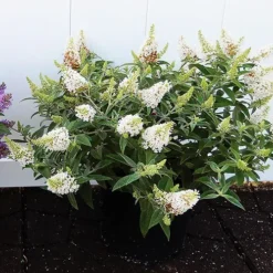 Dapper® White Butterfly Bush -The Tree Center Store Dapper White Butterfly Bush 4 copy jpg webp