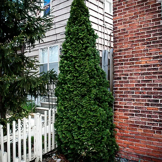 Dark Green Arborvitae 3 Dark Green Arborvitae - Image 3