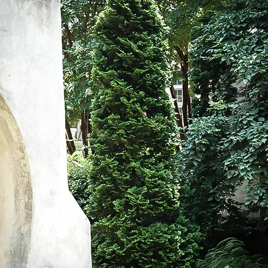 Dark Green Arborvitae 2 Dark Green Arborvitae - Image 2