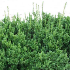 Dark Green Spreader Yew -The Tree Center Store Dark Green Spreader Yew 2 copy 600x600 1