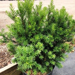 Dark Green Spreader Yew -The Tree Center Store Dark Green Spreader Yew 3 copy 600x600 1