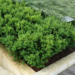 Dark Green Spreader Yew
