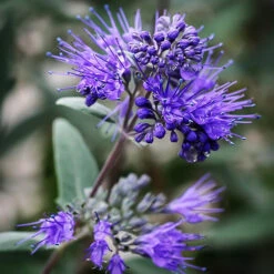 Dark Knight Caryopteris -The Tree Center Store Dark Knight Caryopteris 1 copy 600x600 1