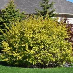 Dart's Gold Ninebark -The Tree Center Store Darts Gold Ninebark 2 copy jpg