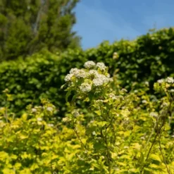 Dart's Gold Ninebark -The Tree Center Store Darts Gold Ninebark 4 copy jpg