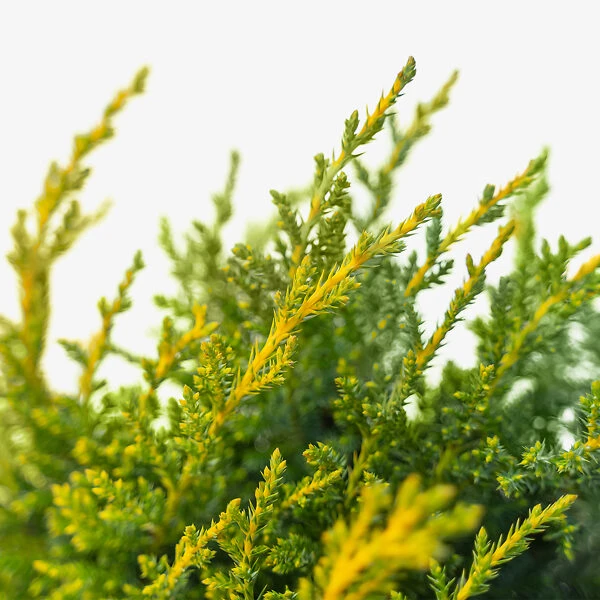 Daub's Frosted Juniper - Tree Form 3 Daub's Frosted Juniper - Tree Form - Image 3