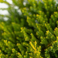Daub's Frosted Juniper - Tree Form