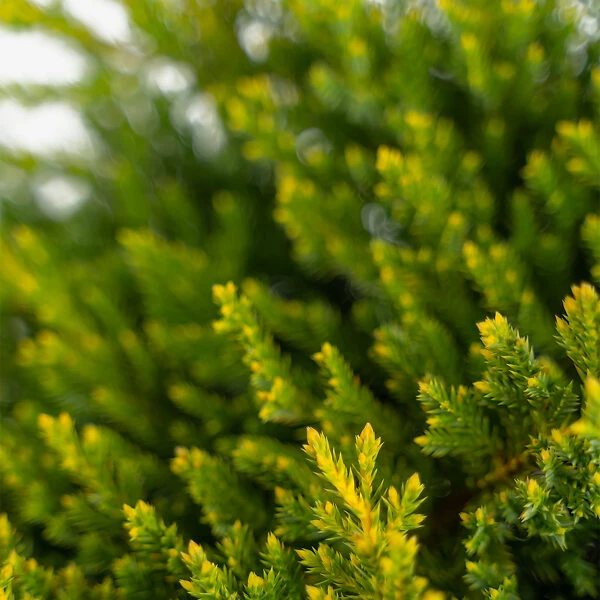 Daub's Frosted Juniper - Tree Form 1 Daub's Frosted Juniper - Tree Form