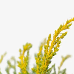 Daub's Frosted Juniper - Tree Form 8 Daub's Frosted Juniper - Tree Form -The Tree Center Store Daubs Frosted Juniper Tree Form 3G 06 copy 2 600x600 1