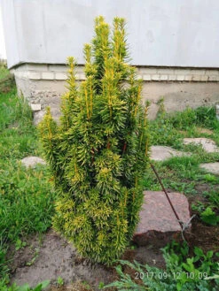 David Golden Yew -The Tree Center Store David Golden Yew 03 600x800 1