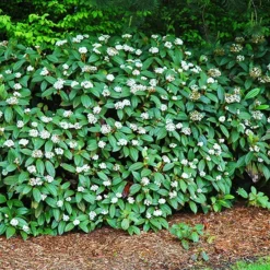 David Viburnum -The Tree Center Store David Vibrurnum 4 jpg webp