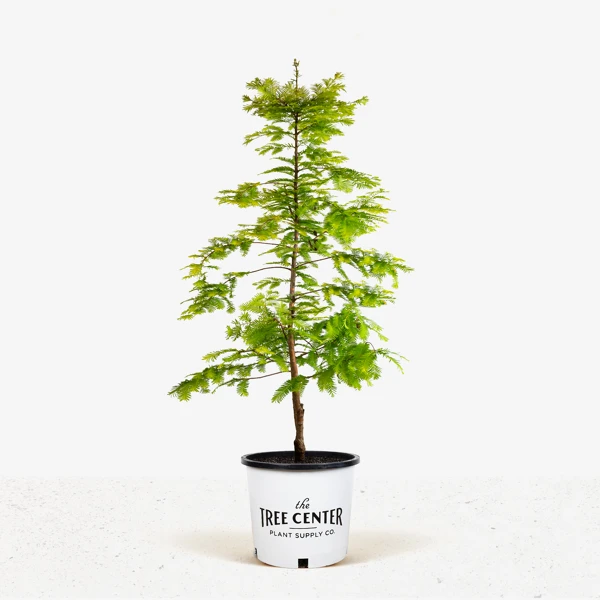 Dawn Redwood 1 Dawn Redwood