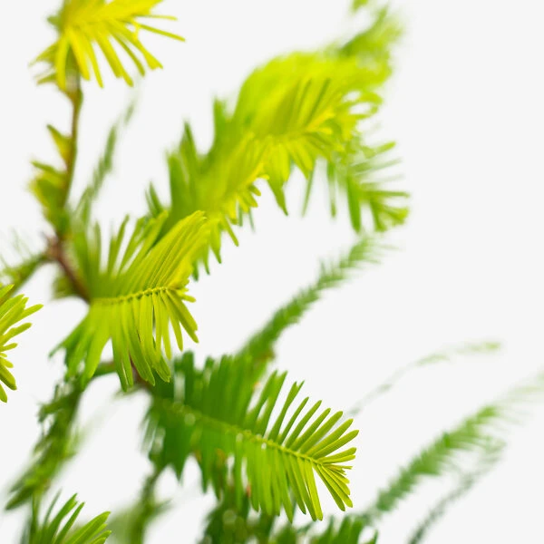 Dawn Redwood 2 Dawn Redwood - Image 2