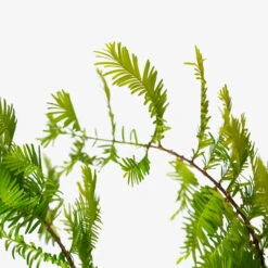 Dawn Redwood 7 Dawn Redwood -The Tree Center Store Dawn Redwood 5G 03 1 600x600 1