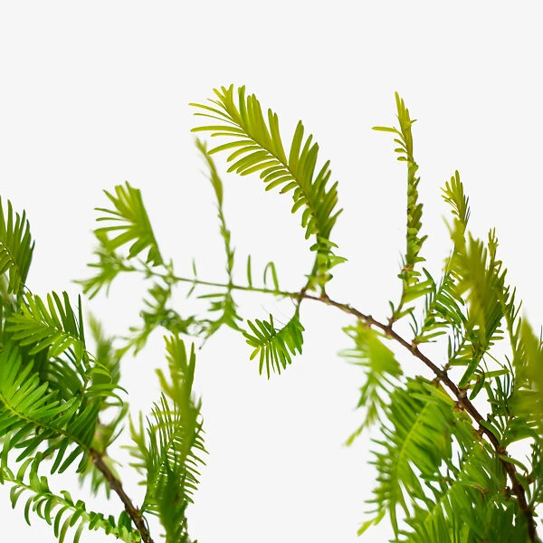 Dawn Redwood 3 Dawn Redwood - Image 3