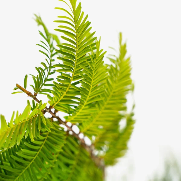 Dawn Redwood 4 Dawn Redwood - Image 4