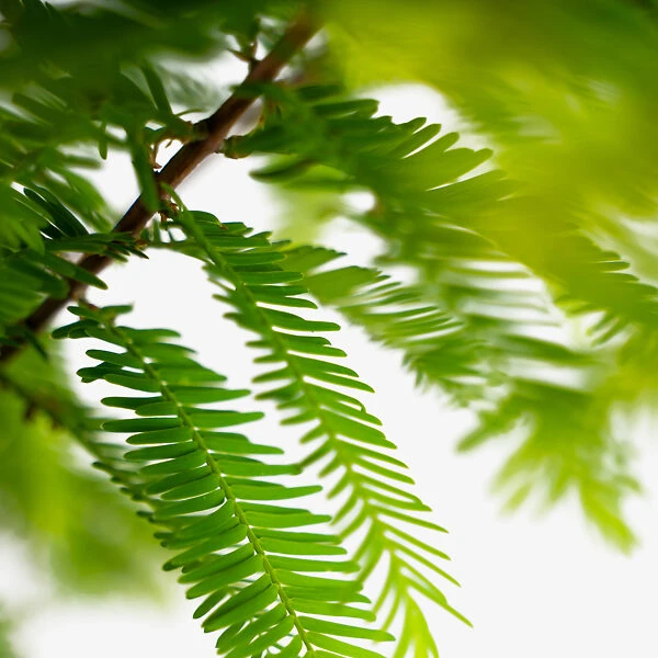 Dawn Redwood 5 Dawn Redwood - Image 5