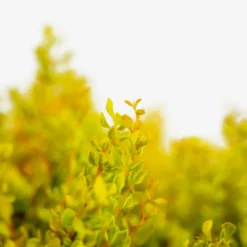 Daybreak® Barberry -The Tree Center Store Daybreak Barberry 3G 02 copy 600x600 1