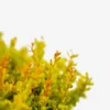 Daybreak® Barberry